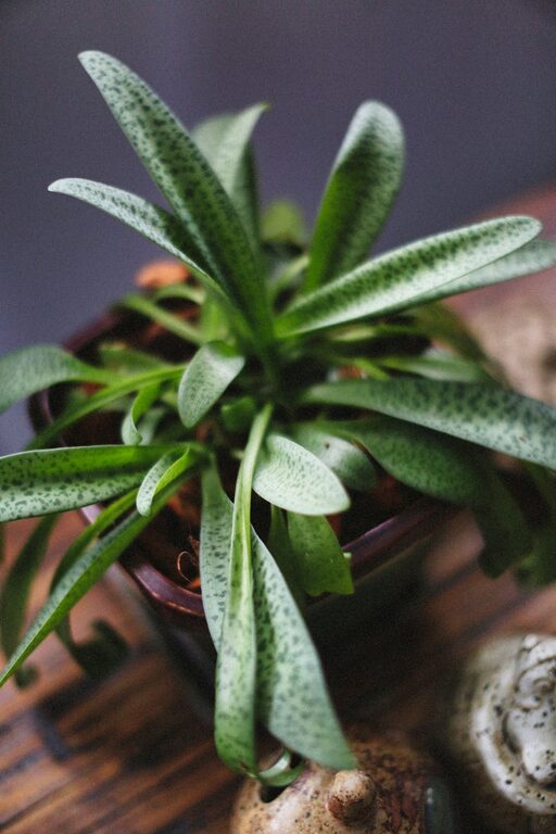 How Houseplants Improve Indoor Air Quality and Boost Your Mood