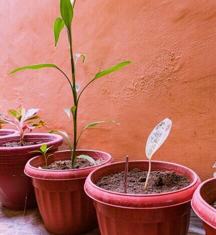 Tips for Creating a Sustainable and Inviting Home Garden Year-Round