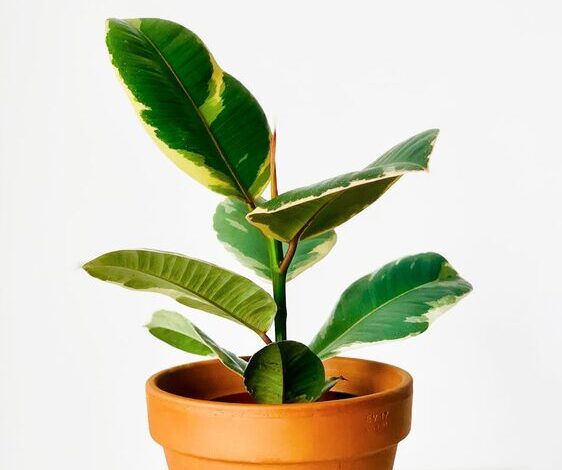 Simple Steps to Create a Sustainable Home Garden for Beginners